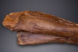 Hadrosaur (Edmontosaurus) Ulna Bone - Wyoming #264887-3